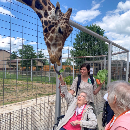 Elderly woman in wheelchair reaches up to giraffe 